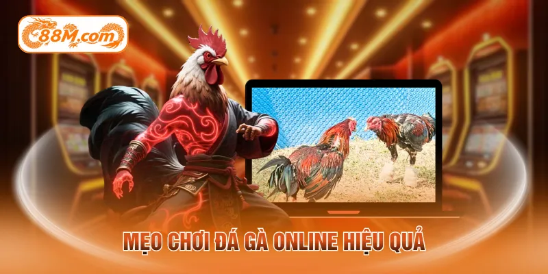 Mẹo chơi đá gà online hiệu quả